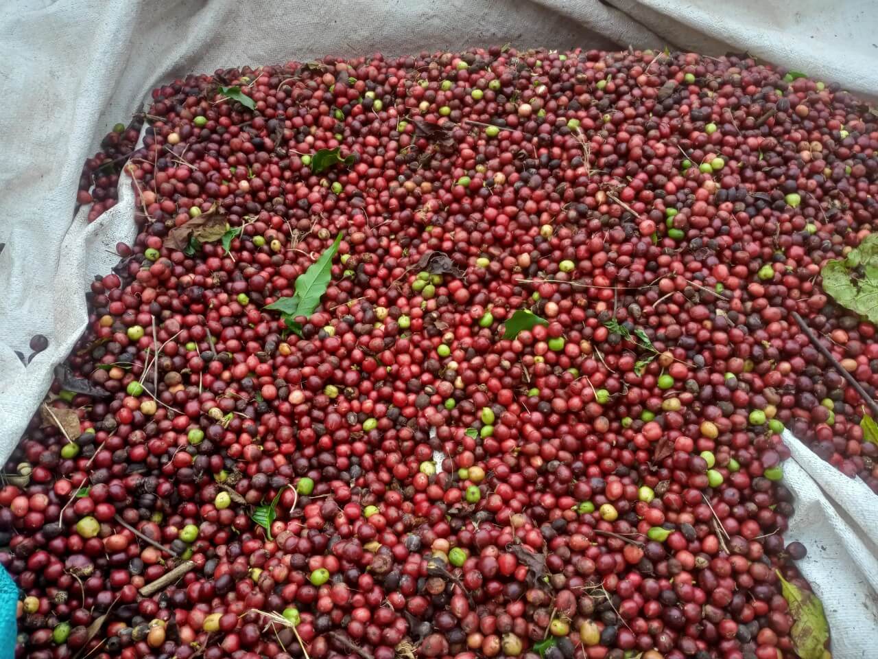 z5299286051353_0e5bfb88c768734e8201164734097c60